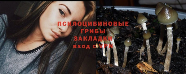 индика Богданович